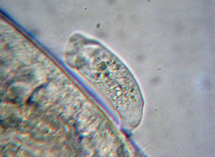 Scyphidia sp